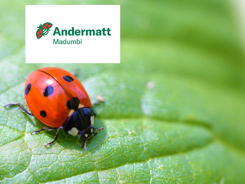 LMC Clients - Andermatt Madumbi