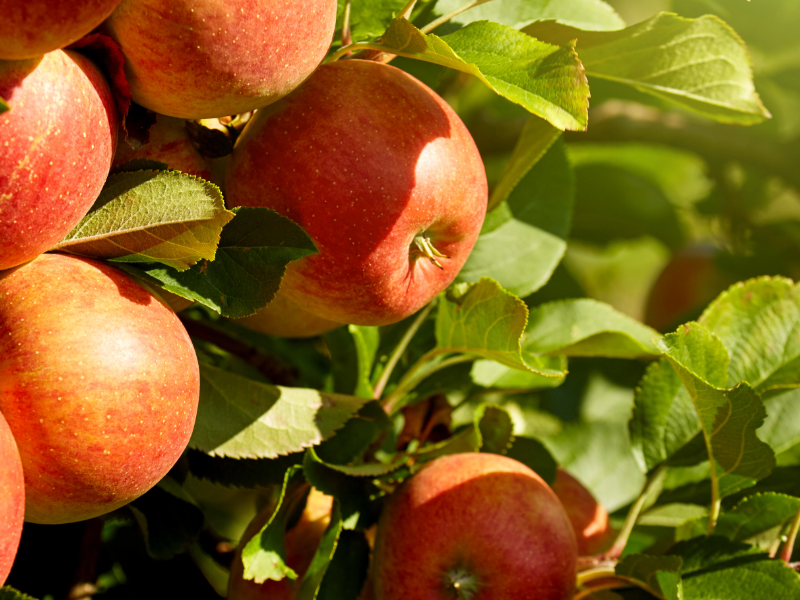 LMC Express - March Seasonal Fruit